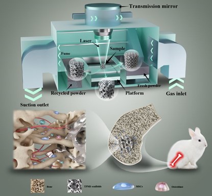 清華、北大、北醫(yī)三院聯(lián)合：高溫氧化處理3D打印鎂合金骨植入物結(jié)構(gòu)優(yōu)化及體內(nèi)外生物降解行為